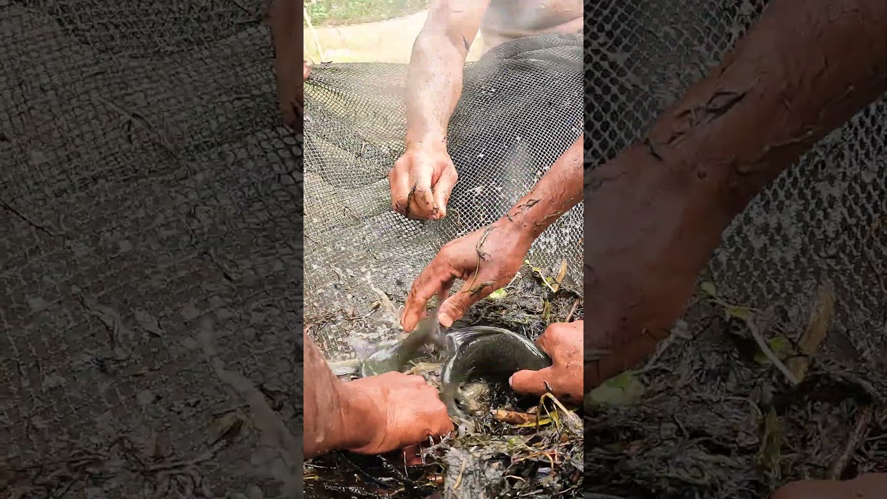 River Jhar Fishing Video 