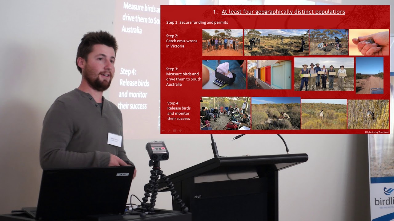 Saving the Mallee Emu-wren - Simon Verdon, La Trobe University 