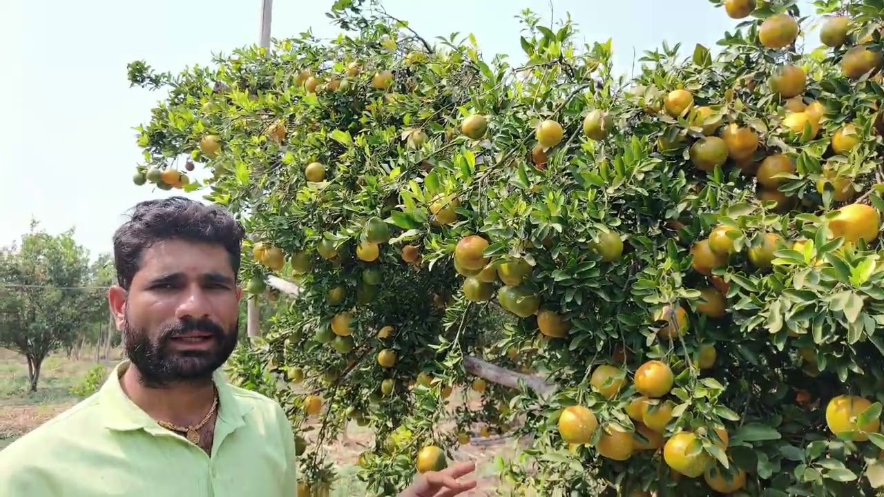 संत्रा फळबाग लागवड किती निघतोय ऐका झाडावर