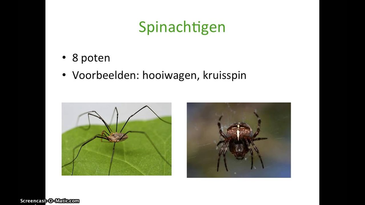 Basisstof 8 - De stam geleedpotigen (Thema 4 - Ordening) - YouTube