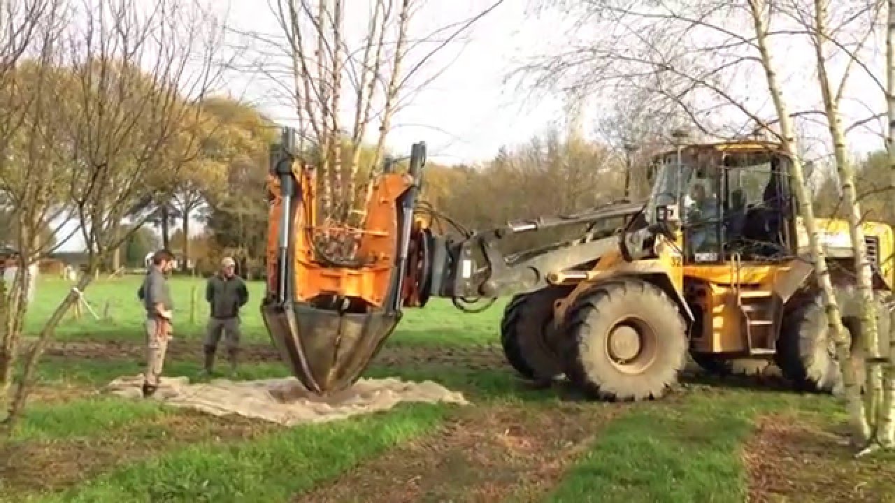 planter un grand arbre