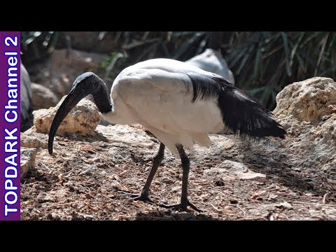 Video: Ibis - ave sagrada y común: descripción y especie