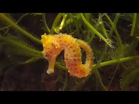 Video: Interspecifieke Hybridisatie Bij Zeepaardjes: Kunstmatig Geproduceerde Hybride Nakomelingen Van Hippocampus Kuda En Hippocampus Reidi