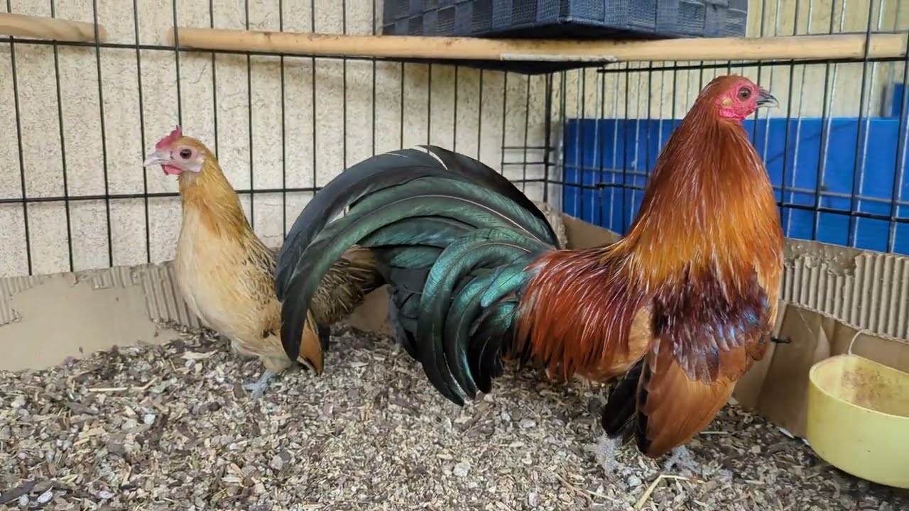 EXELENTES MEJORAS EN (RANCHO AGOSTADERO)Y COMO BAN LOS POLLOS