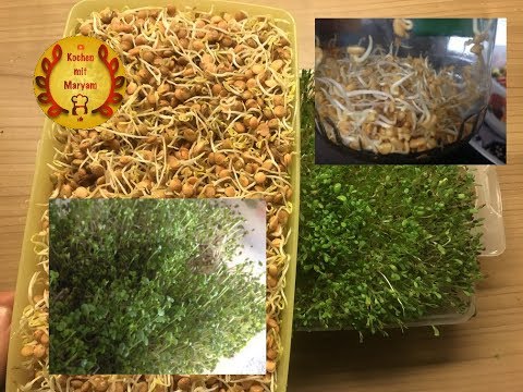 Video: Homegrown Sprossen - Erfahren Sie, wie Sie Ihre eigenen Alfalfa-Sprossen anbauen
