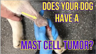 Does Your Dog Have A Mast Cell Tumor? Here's What You Need To Know  VLOG 128