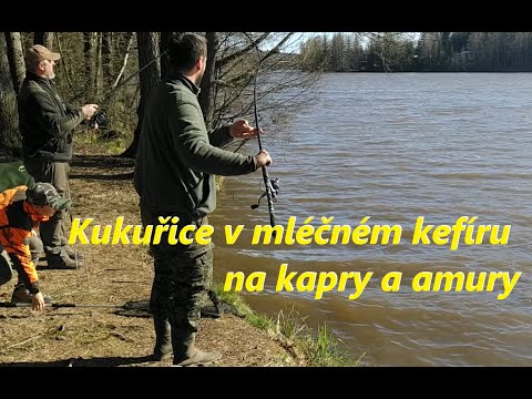 Video: Jak Vařit Líné Bílé Na Kefíru