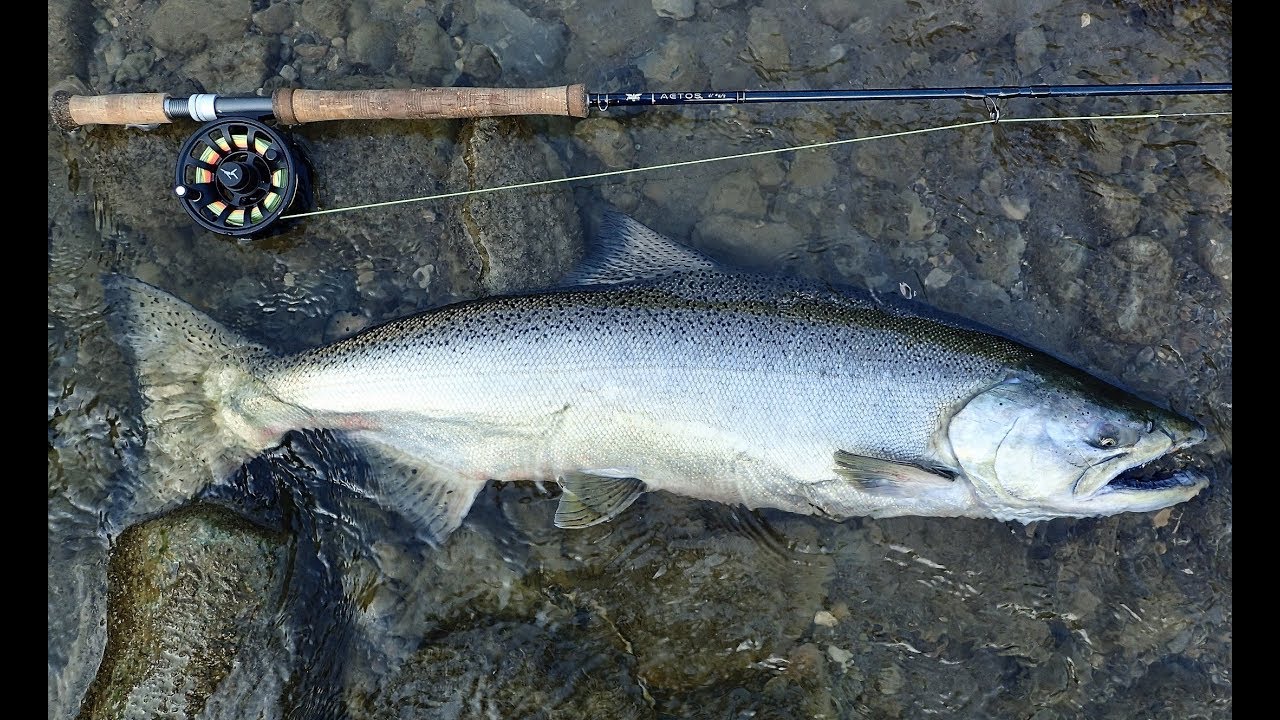 Chinook Salmon Release Fly Fishing Ontario 25 aug 2018 YouTube