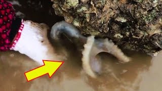 小漁出海趕海，超級幸運撿到大貨，這是要爆桶的節奏啊！太過癮了！ 【漁小仙】