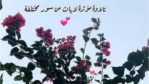 تلاوة مؤثرة جدا تحرك المشاعر   ادريس ابكر