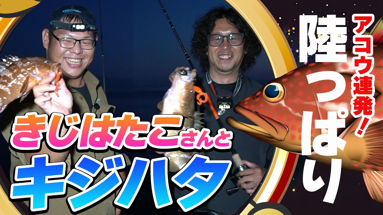 【連発アコウ】キジハタコと一緒におかっぱりで連発。【地球遊び346】