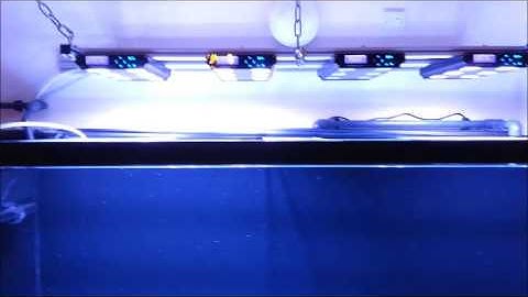 JayHoes Reef   Part 8