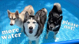Husky Doesnt Want To Swim In The Pool. I Teach My Dog To The Pool