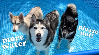 Husky Doesn't Want To Swim In the Pool. I Teach My Dog To the Pool