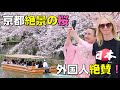 外国人が絶賛!京都、平安神宮の桜と奇跡の出会いに大感動!海外の反応 | 最高の日本旅行の満喫方法をしらべてみたら