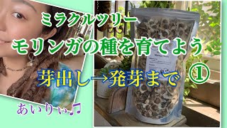 ミラクルツリー【モリンガの種を栽培に挑戦！】芽出しから発芽まで①♫スーパーデトックス♫