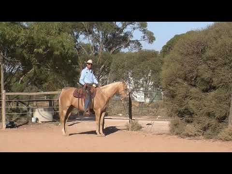 Shoulder out - Horse Riding Video Lesson with Steve Halfpenny - great to start collection