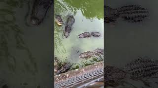 FEEDING TIME FOR THE GATORS #alligator #gators #fishing