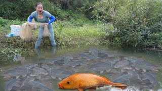 Harvesting Fish - cast net fishing video to catch many  fish, Fishing Daily Life