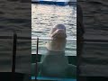 追悼・7月に亡くなっていたシロイルカのパララ。幸せをありがとう✨aquarium🐬八景島🐬シーパラダイス🐬dolphin🐬animal🐬yokohama✨JAPAN。thank you