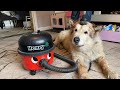 My Dog Loves To Be Vacuumed! Is He Broken?? (Cutest Ever!!)