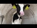 Молочная ферма в Дании. Взгляд изнутри. Milk farm in Denmark