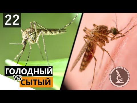КОМАР ПОД МИКРОСКОПОМ. БРЮШКО С ЧЕЛОВЕЧЕСКОЙ КРОВЬЮ