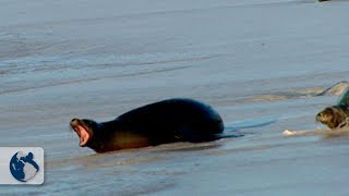 Galapagos Islands: Origin and Life - Part 3