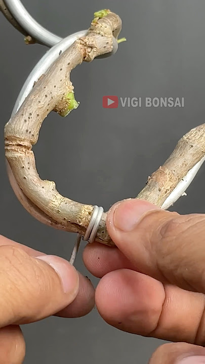 bougainvillea bonsai candidate