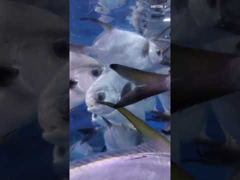 Dubai Aquarium and Underwater Zoo | Dubai Mall | UAE | Aquarium #shorts