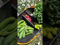 Garden Harvest Time! Cucumbers, Radishes, Sweet Peppers &amp; More | Is Gardening Worth It? #shorts