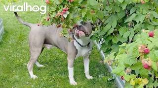 Puppies in the Raspberry Patch || ViralHog
