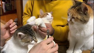 猫のつめ切ってみた。個性出た。