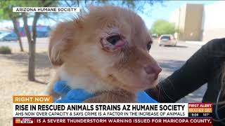Rise in Animal Hoarding and Cruelty Leads to Shelter Overcrowding