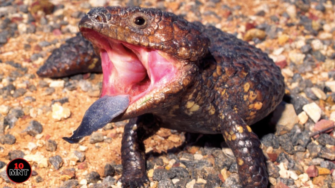 Рот ящерицы. Tiliqua rugosa. Крокодиловый сцинк. Королевский сцинк. Каскоголовый сцинк.