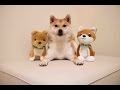 柴犬だいふくのお友達できるかな [Daifuku meets a friend? ]