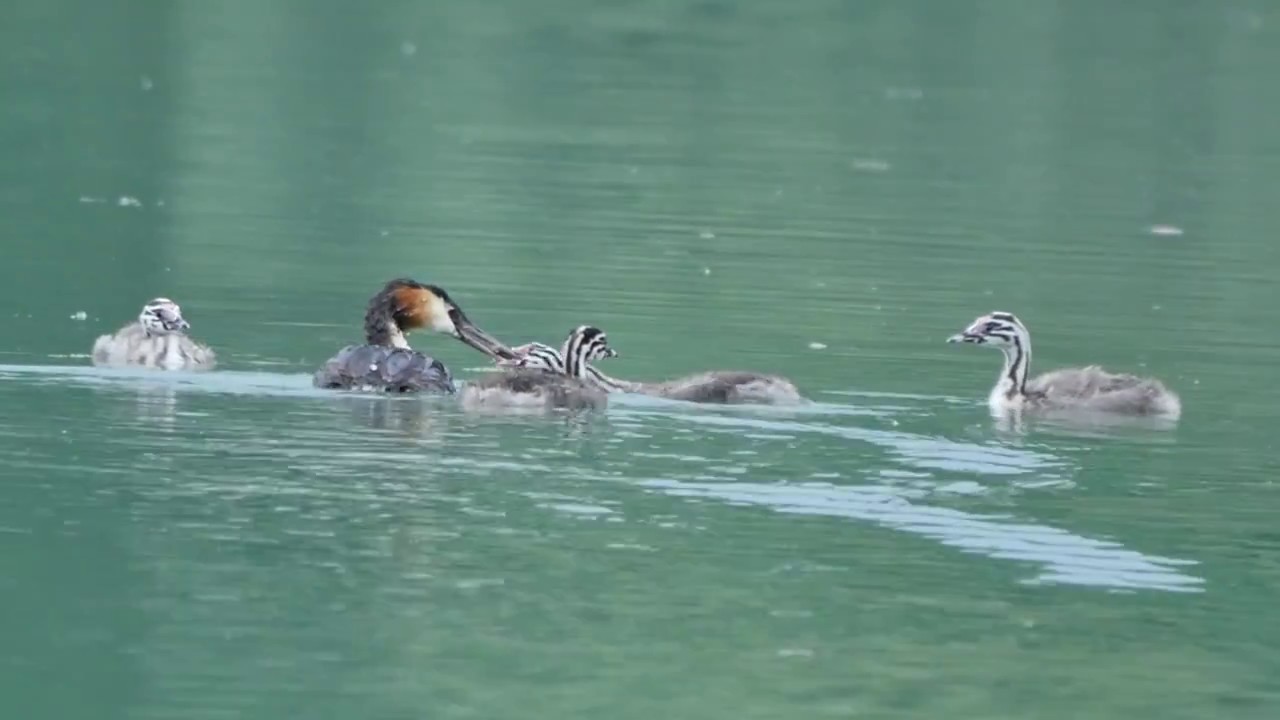 Svasso maggiore (Podiceps cristatus) -cure parentali-
