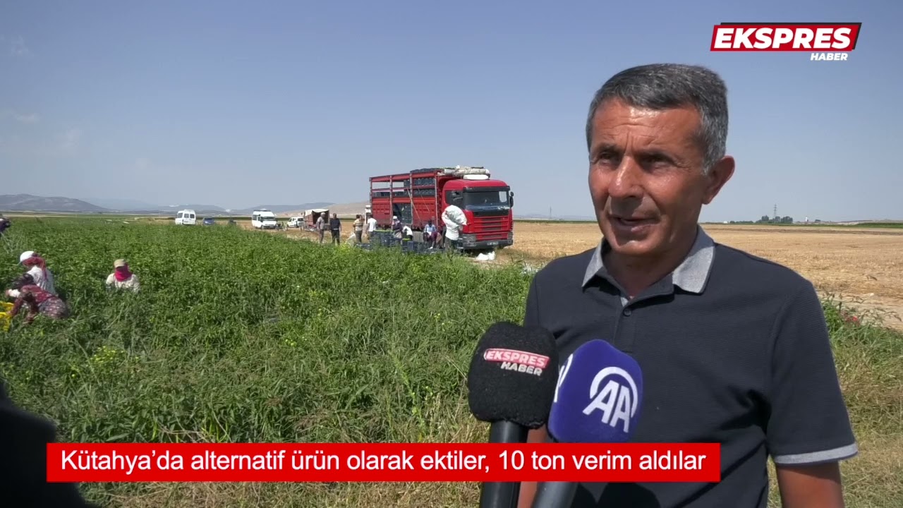 Kütahya’da alternatif ürün olarak ektiler, 10 ton verim aldılar