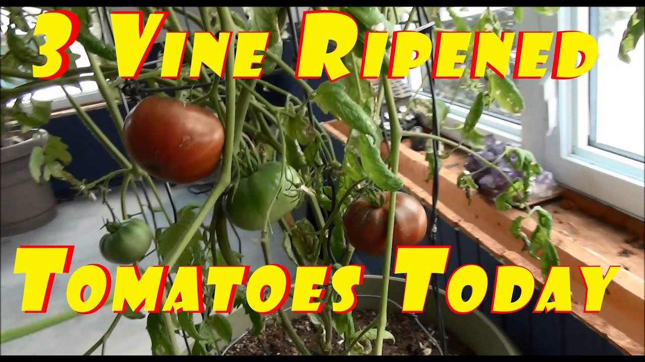 Indoor Vine Ripened Tomato Goose Egg Bacon Sandwich #10 Fresh Tomatoes In My Living Room