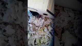 Рождение крысят(первые минуты жизни)