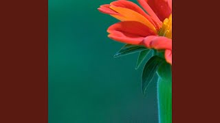 United In Grief - 何如冉