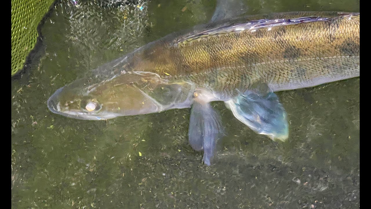 Přívlač na podzim: Na jakou barvu nejlépe berou dravci?