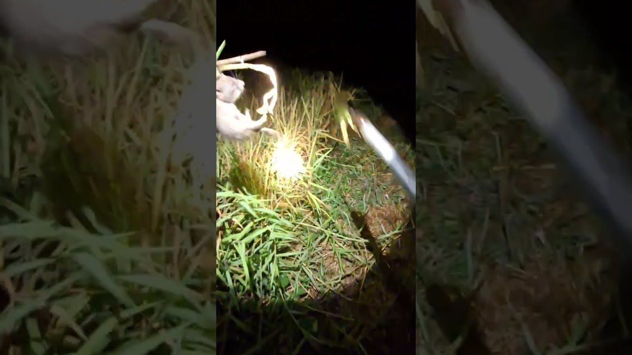 หายไปนาน. ลงคลิปหน่อยคับ.   คลิปนี้ถ่านไว้หลังปีใหม่.   หาหนูนา. นอนคืน.  พอได้ถือหาง🐁🐁🌾🌾🌾