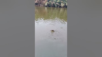 Điểm câu cá quá đỉnh cho ae bình đại bến tre