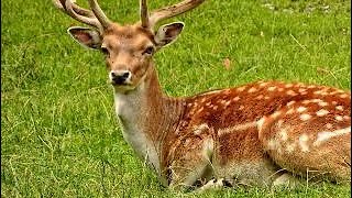 Deer Demolishes Lions Ankles And Sends Him To The Shops