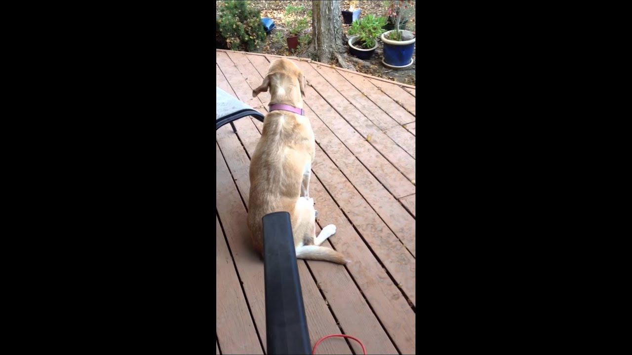 My dog loves the leaf blower YouTube