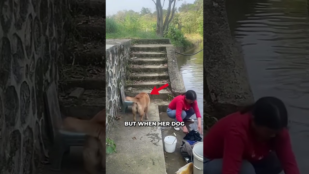 This Kind Dog Was So Caring For His Owner! ❤️