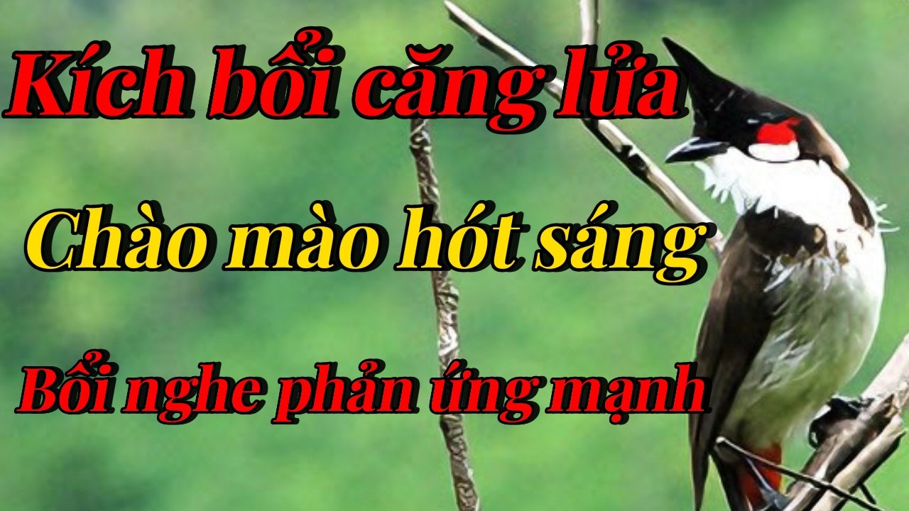 chào mào hót sáng kích chim bổi nhanh căng lửa | luyện giọng chào mào