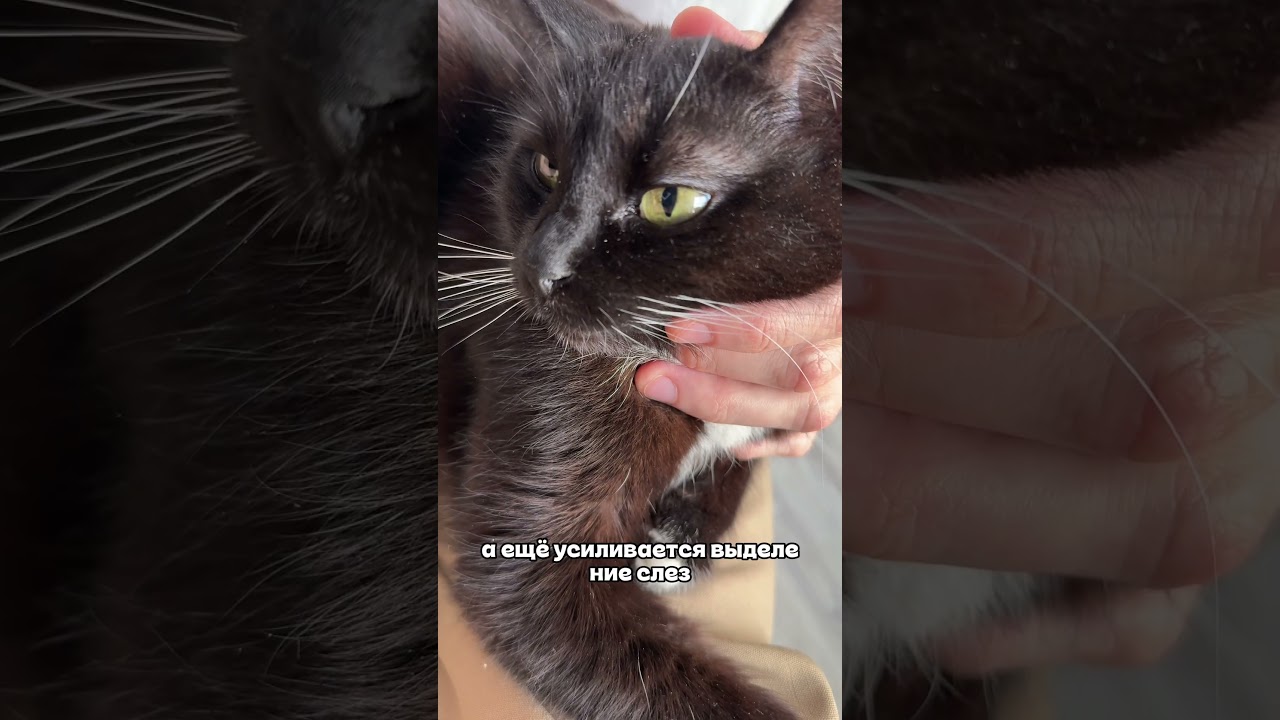 Ушные капли: 683783276 Копируй артикул и вставляй в поиск на ВБ