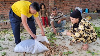 Harvesting walnuts from the village, baking bread by nomadic women | Rural life in Iran